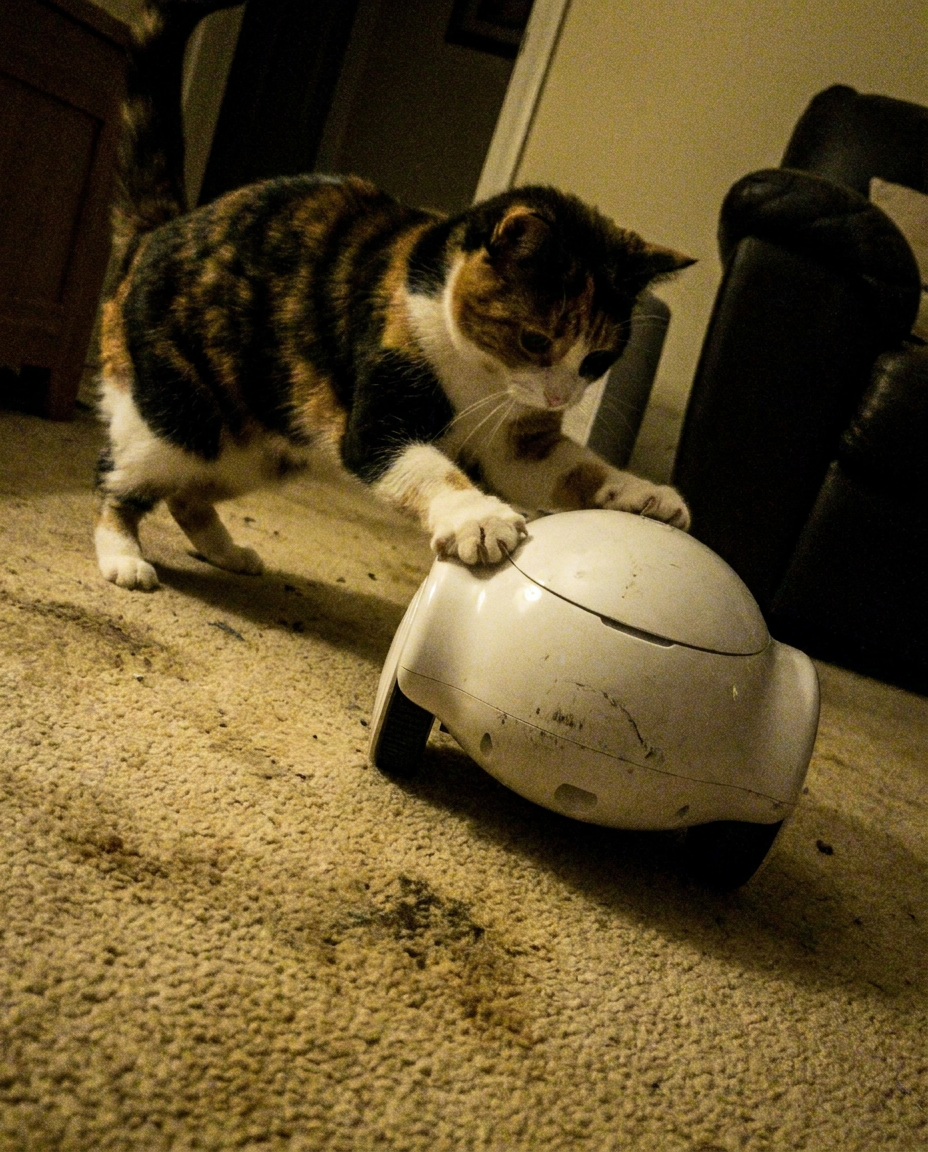 A cat playing with the iMeow Companion