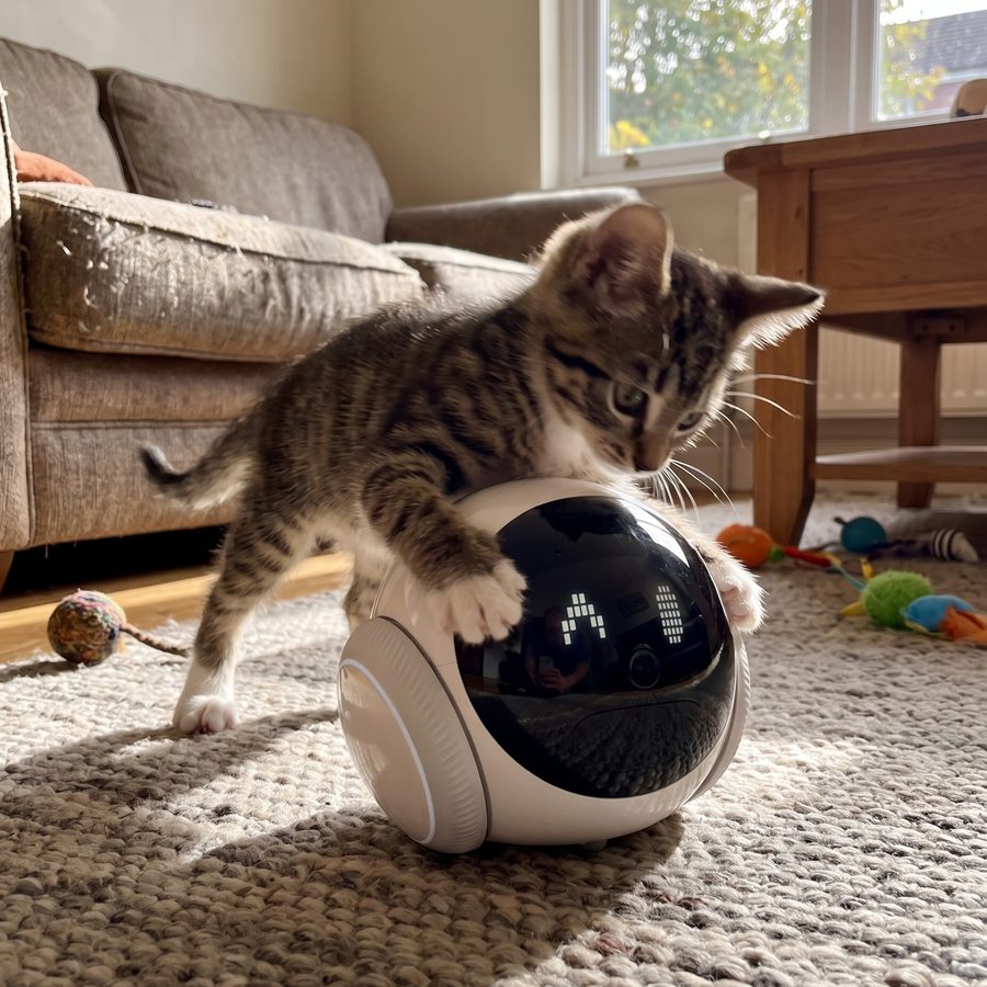 Companion 2.0 in a real cat owner's home