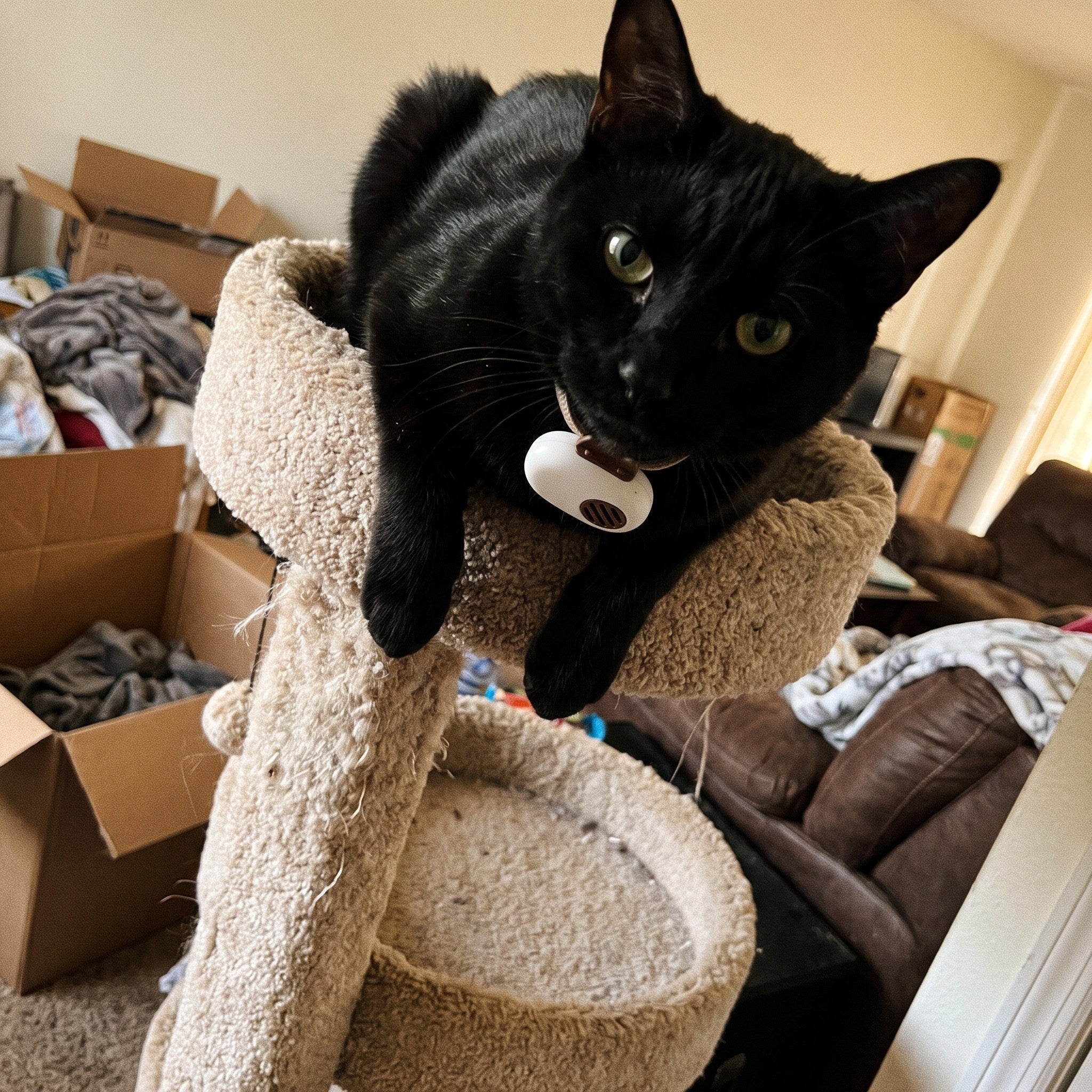 AI Translator Collar in a real cat owner's home