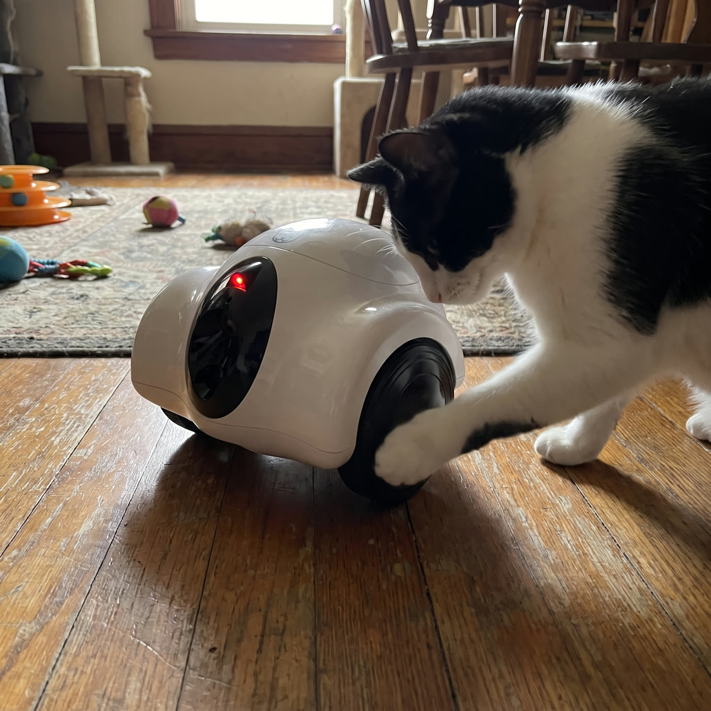 &ldquo;Shadow was terrified for a day. Now he follows it around the flat.&rdquo; — Nadia H.