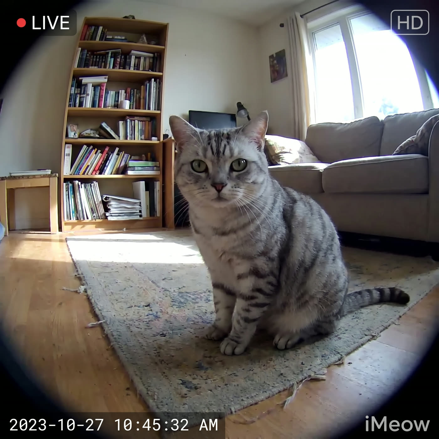 &ldquo;He headbutts the camera to say hi. I can't.&rdquo; — Erin M.