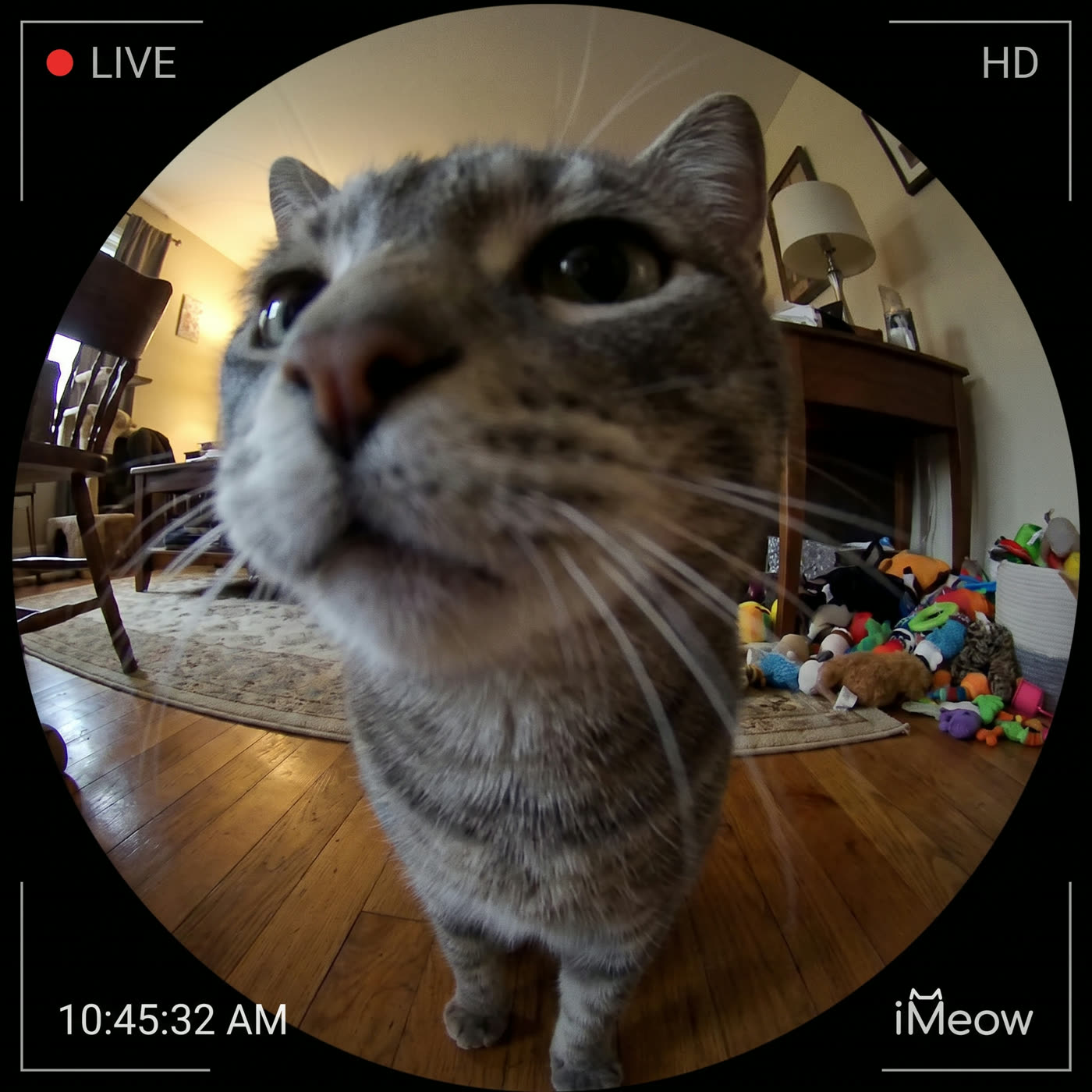 &ldquo;He comes right up to the lens the second he hears me.&rdquo; — Diego S.