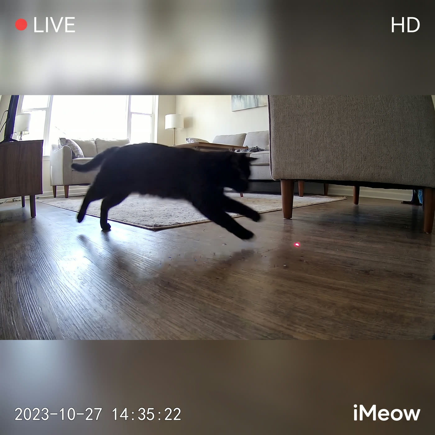 &ldquo;Caught him mid-chase from my desk. Made my week.&rdquo; — Owen K.