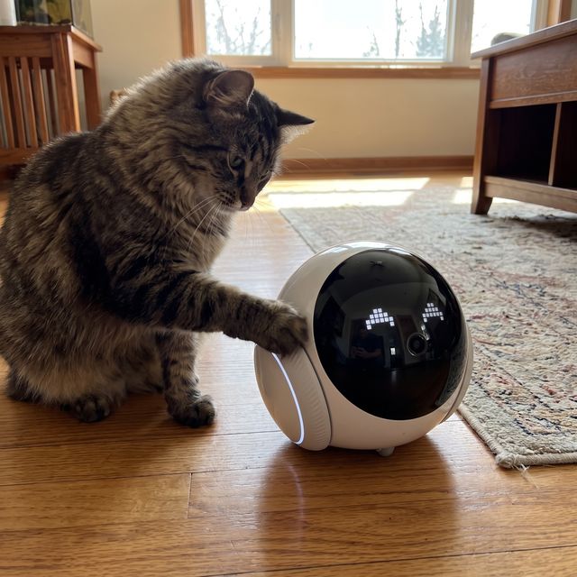 Companion 2.0 in a real cat owner's home