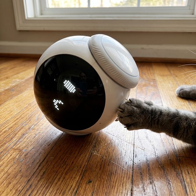 Companion 2.0 in a real cat owner's home