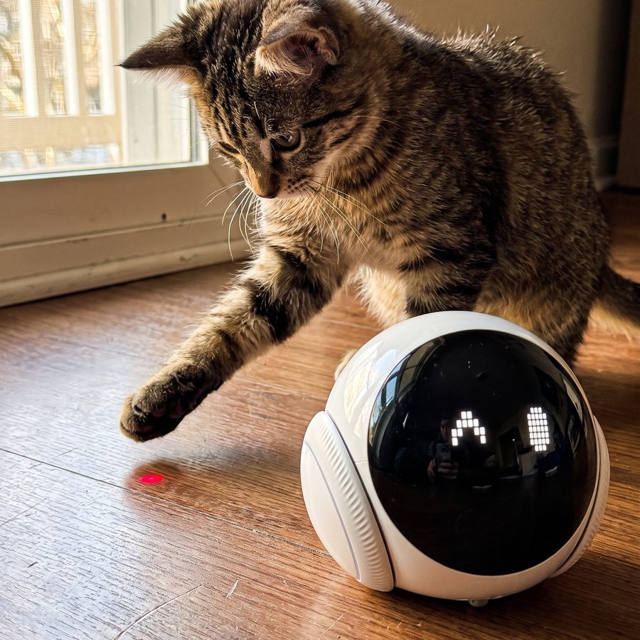 Companion 2.0 in a real cat owner's home