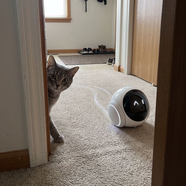 Companion 2.0 in a real cat owner's home