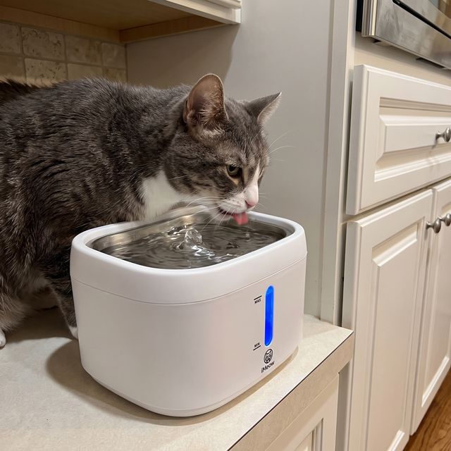 &ldquo;My Bengal plays in it and drinks from it. Win-win.&rdquo; — Diego P.
