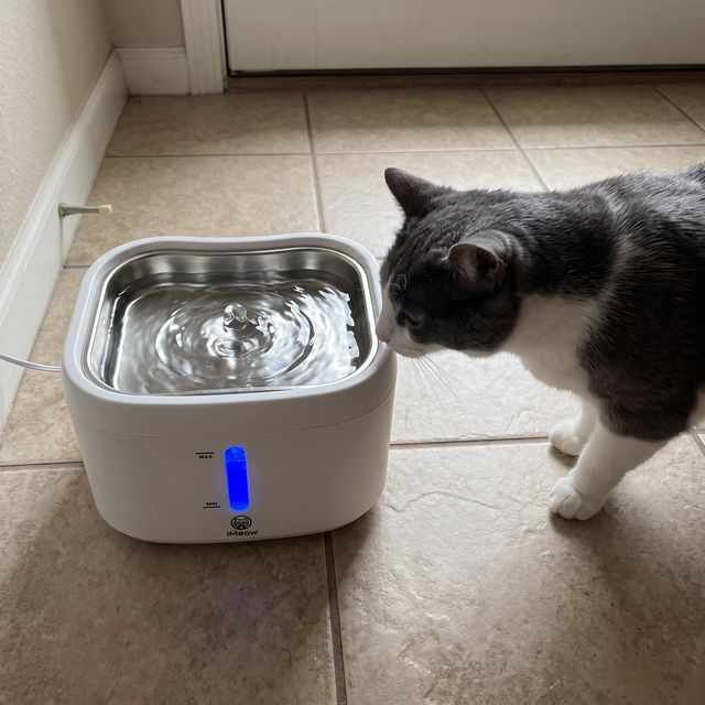 &ldquo;Looks nicer than anything at the pet store.&rdquo; — Ivy R.