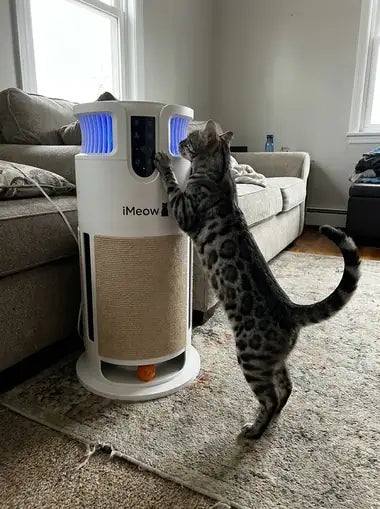 A silver bengal, paw on the touch panel
