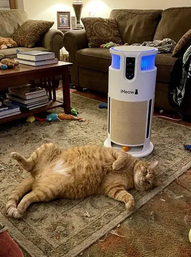 An orange tabby sprawled beside the running tower