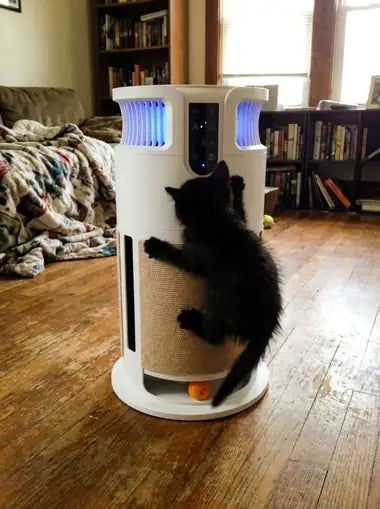 A black kitten climbing the sisal band