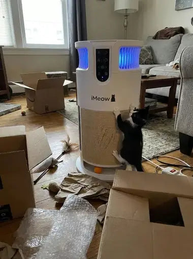 A tuxedo kitten climbing the sisal band by moving boxes