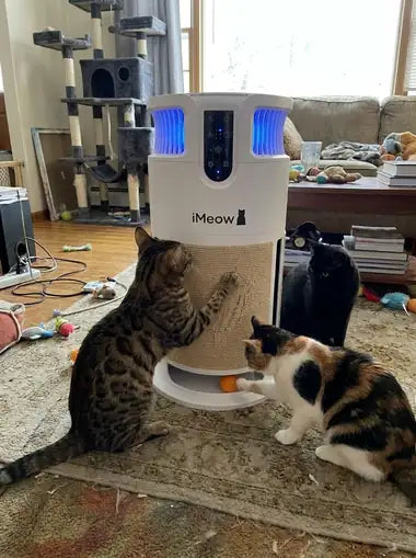 Three cats gathered around one tower