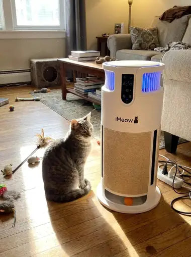 A grey cat in a sunbeam beside the tower