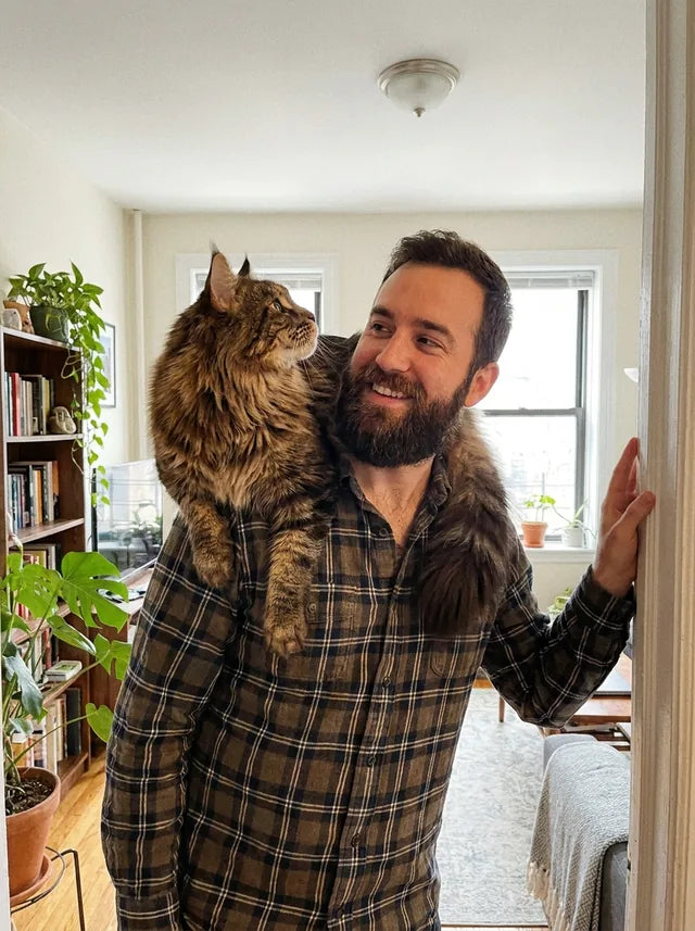 shoulder cat